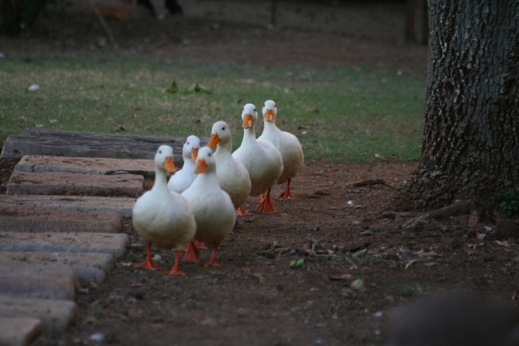 Akwela Guest Farm Hotel Bloemfontein Exterior foto